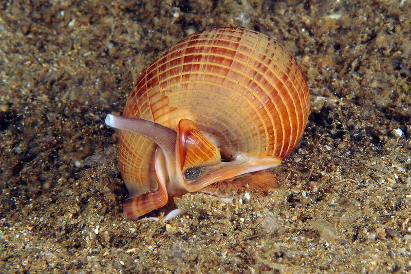 Phalium granulatum